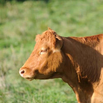 cattle on the pasture