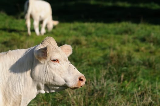 cattle on the pasture