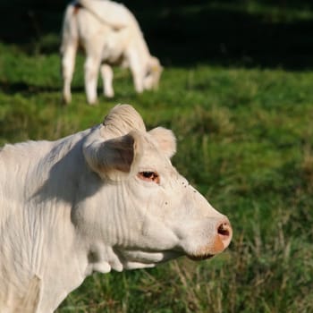 cattle on the pasture