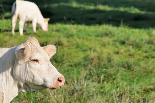 cattle on the pasture