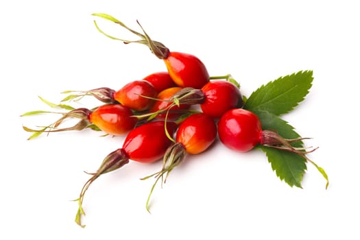 Ripe rose hips with its leaves isolated on white. Wild dog-rose hips.