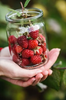 Raspberry picking. Woman gathers ripe berries into a glass jar. Harvesting, locavore movement, growing, local farming, clean eating concept