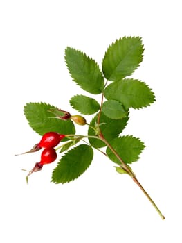 Rosehip branch with leaves and ripe hips. Dog-rose, shipovnik, briar