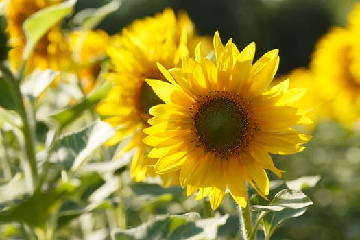 Backlit sunflower field