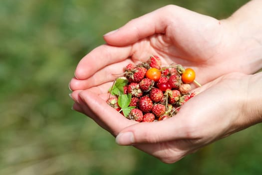 Female handful of wild berries (strawberries, briar, stone berries)