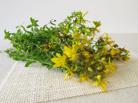 A bouquet of St. John's wort,Hypericum perforatum
