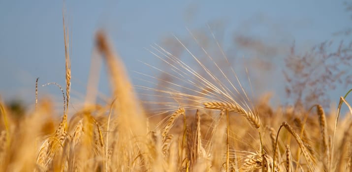 Barley at the edge of a barley field in the sun light in the morning.