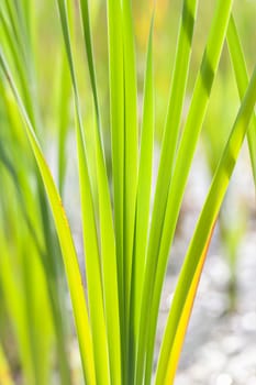 Reed leaves in a detailed recording