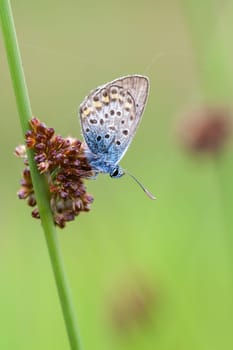 Hauhechel-Bläuling (Common blue) on a seggenhal - macro absorption