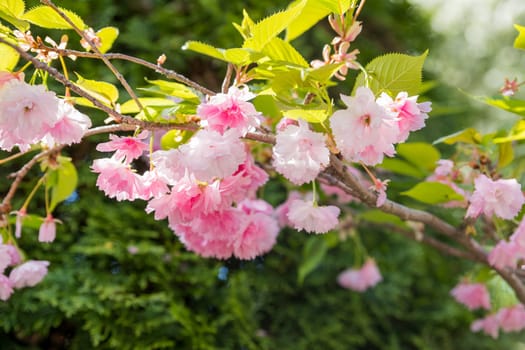 Horizontal banner with sakura flowers of pink color on sunny backdrop. Beautiful nature spring background with a branch of blooming sakura.
