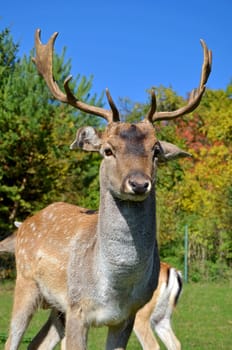 Fallow deer