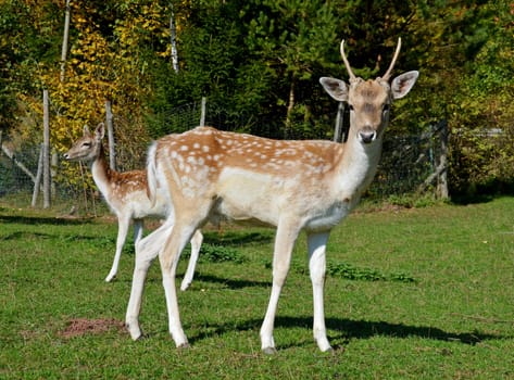 Fallow deer