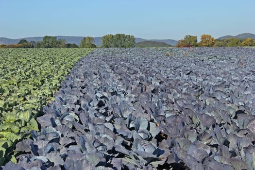 Kohlfeld with white cabbage and red cabbage