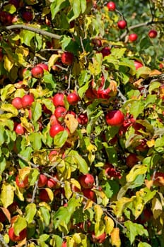 Apfelbaum