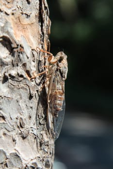 Cicadas