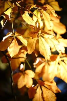 The yellowish leaves of a chestnut tree in autumn,Aesculus flava.
