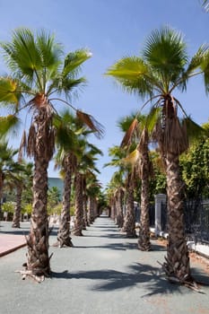 Palms tree esplanade beside Malaga main boardwalk a sunny day with blue sky