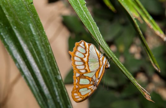 Malachite Butterfly or siproeta stelenes perched on a blade