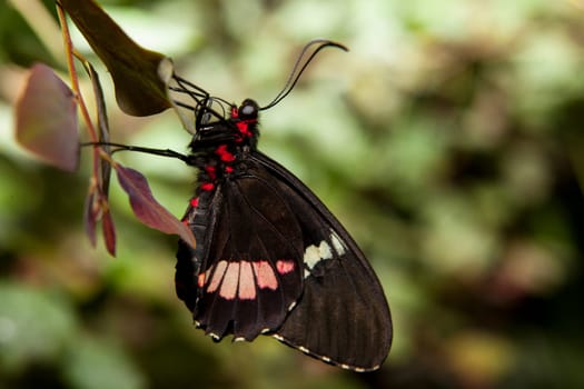 The Pink Cattleheart Butterfly or parides iphidamas over the green vegetation. Perched with close wings