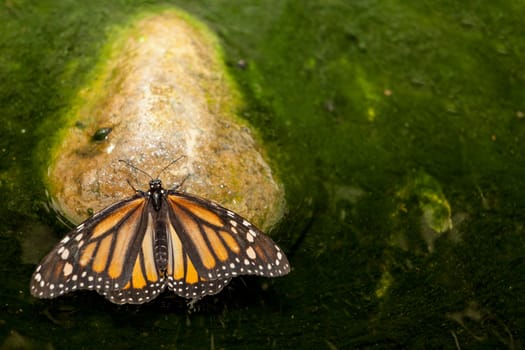 Beautiful monarch butterfly or Danaus plexippus perched over stone in a green pond
