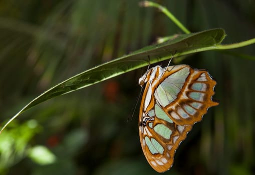 Malachite Butterfly or siproeta stelenes perched on a blade
