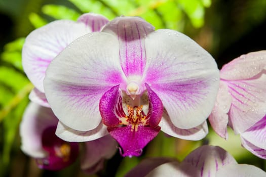 White phalaenopsis orchid flower full of dew over green background