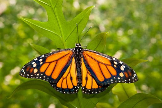 Beautiful monarch butterfly or danaus plexippus over green vegetation