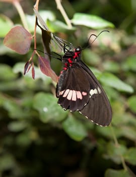 The Pink Cattleheart Butterfly or parides iphidamas over the green vegetation. Perched with close wings
