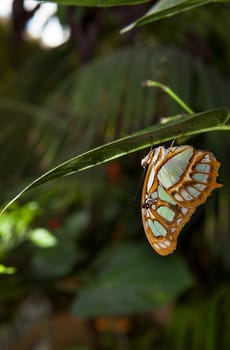 Malachite Butterfly or siproeta stelenes perched on a blade