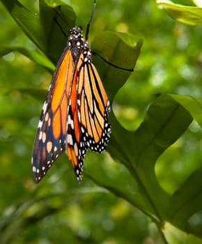 Beautiful monarch butterfly or danaus plexippus over green vegetation