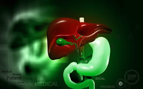 Digital illustration of Liver and stomach in colour background