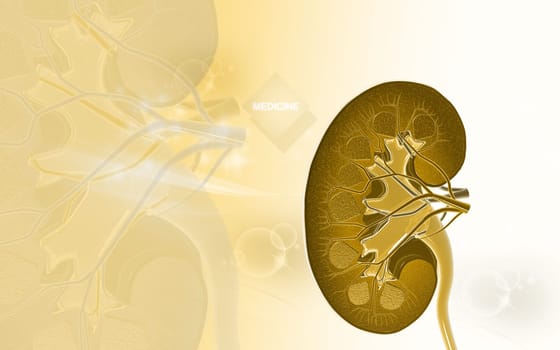 Digital illustration of Cross section kidney in colour background