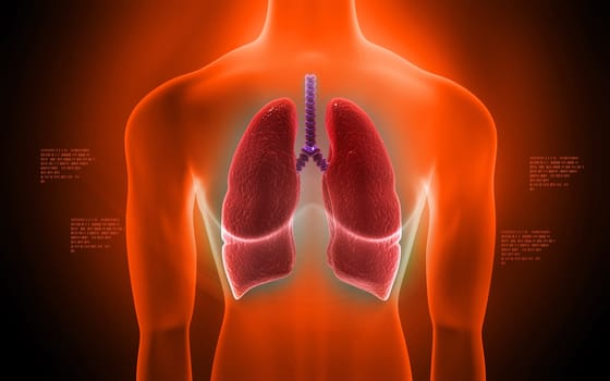 Digital illustration of human lungs in colour background