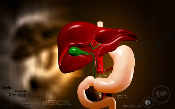 Digital illustration of Liver and stomach in colour background