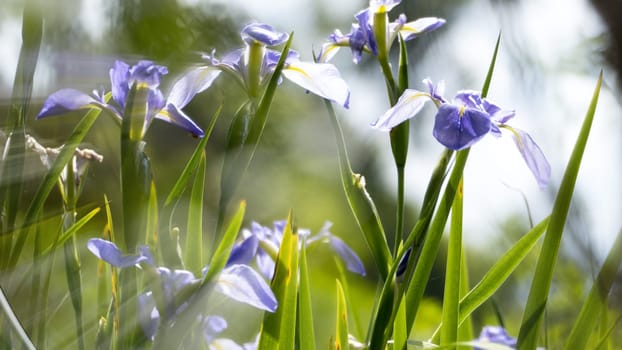 Close up of purple Japanese iris flowers