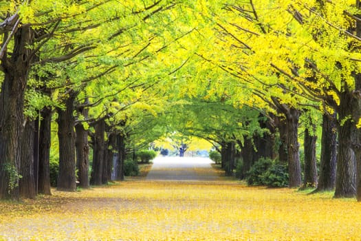 Yellow autumn color adorns the trees in this grove of Ginkgo trees
