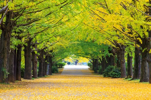 Yellow autumn color adorns the trees in this grove of Ginkgo trees