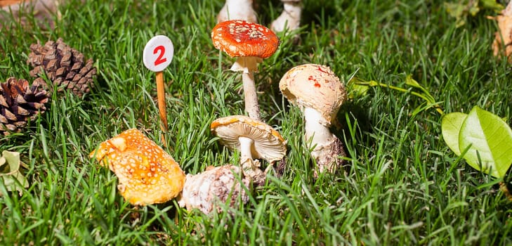 Close up of the mushroom Agaricus essettei