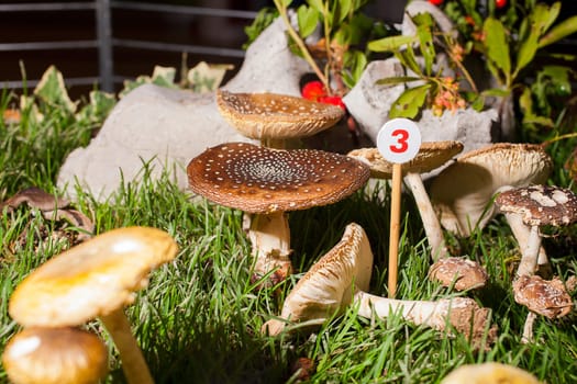 Close up of the mushrooms in the grass
