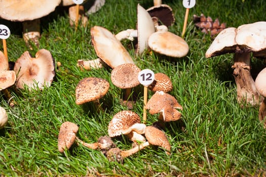 Close up of mushroom Echinoderma Asperum - inedible