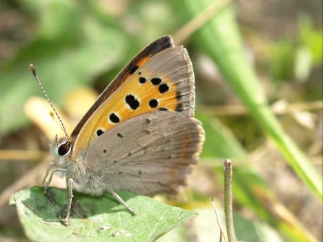 Fire butterfly