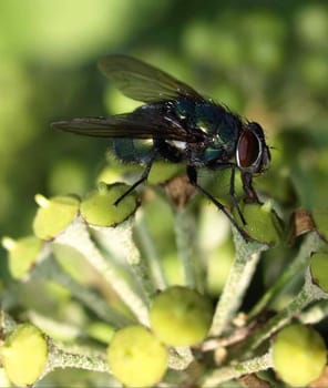 Gold fly