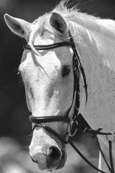 White horse head portrait of animal in black and white vintage tone