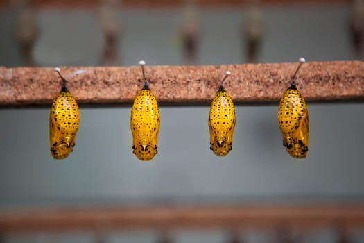 Four yellow pupas is hanging from pins