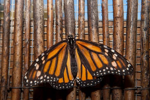 Beautiful monarch butterfly or Danaus plexippus over wooden background made of wicker