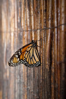 Beautiful monarch butterfly or danaus plexippus over green vegetation