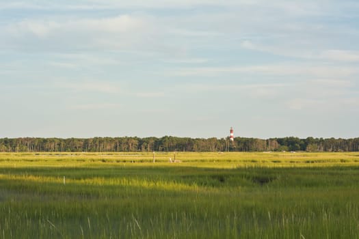 Wetland Conservation with Lighthouse at the Virginia National Seashore