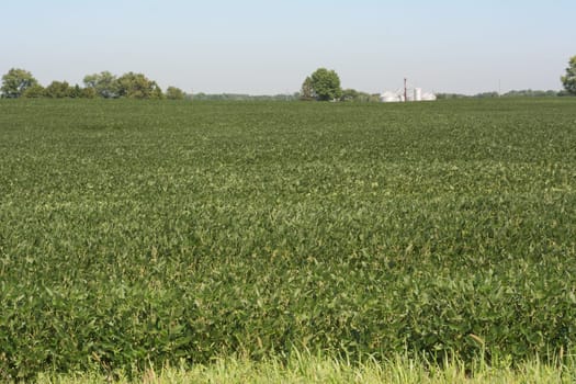 Soybean Cultivation in Maryland as Healthy and Nutritious Agriculture