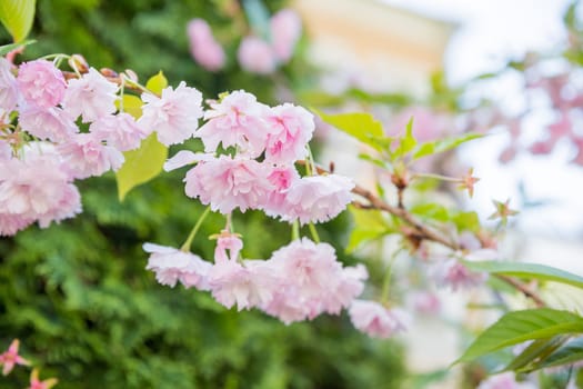 Horizontal banner with sakura flowers of pink color on sunny backdrop. Beautiful nature spring background with a branch of blooming sakura.