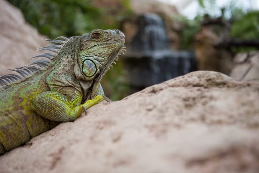 Green iguana or iguana iguana beside a water fall